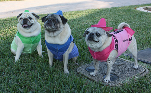 Benjamin, Henry and Luna