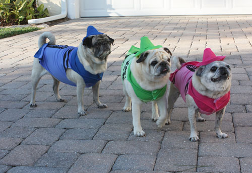 Henry, Benjamin and Luna