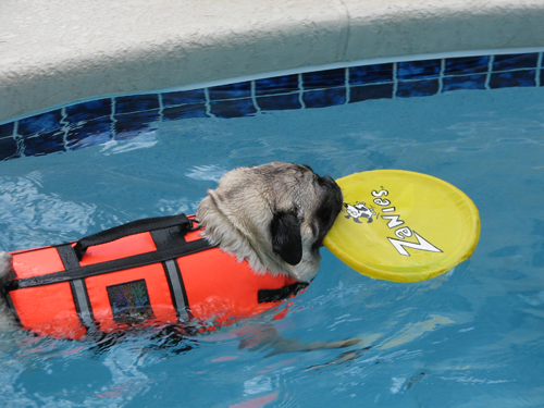 Henry swimming