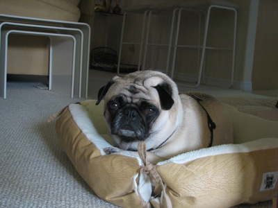 Henry in the bed