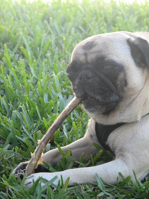 Henry holding his own bone