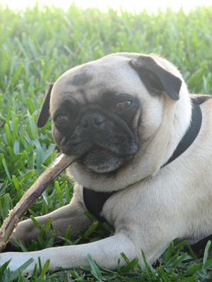 Henry holding his own bone