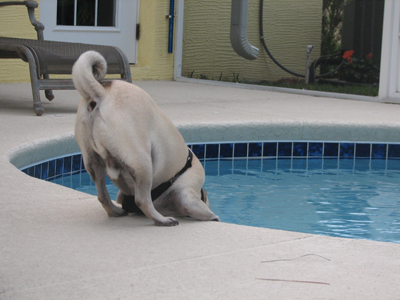 Henry drinking from the pool