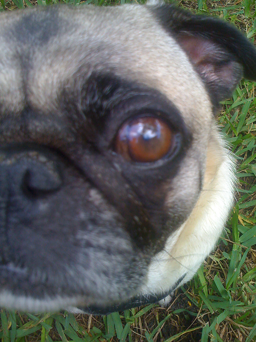 Henry