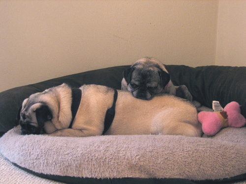 Henry & Luna