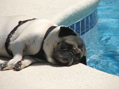 Henry laying by the pool