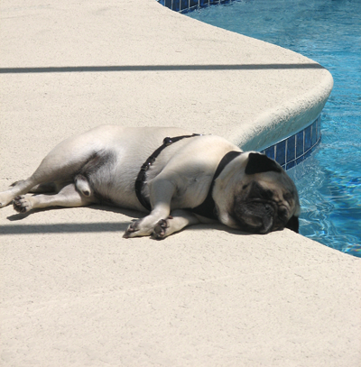 Henry laying by the pool