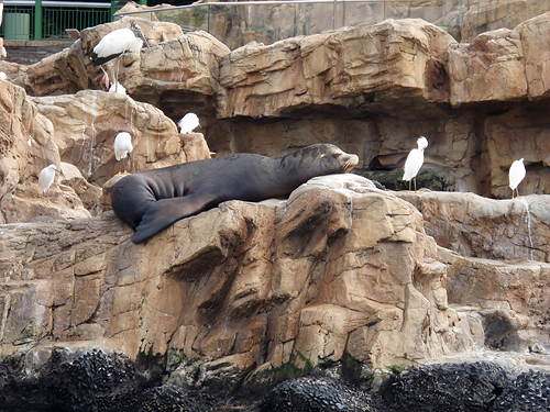 Sea Lion at SeaWorld Orlando