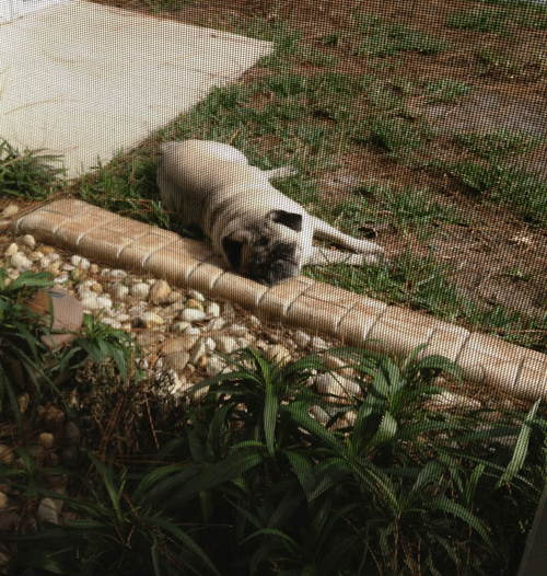 Henry