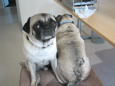 Henry & Luna Standing Guard