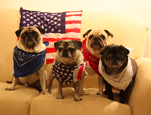 Happy Fourth of July from Benjamin, Henry, Luna & Sol