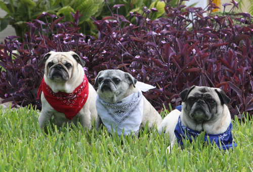 Benjamin, Luna and Henry