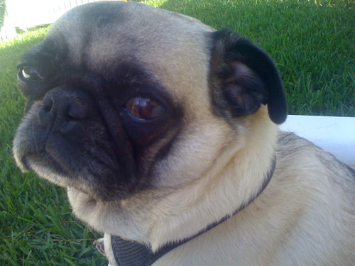 Henry