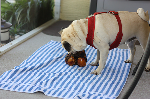 Ben chewing his knucklebone