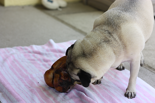 Henry chewing his knucklebone