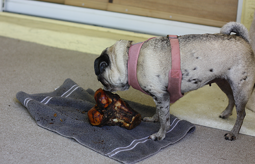 Luna chewing her knucklebone