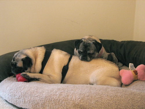 Henry with a Kong and Luna pouting