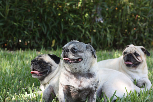 Henry, Luna and Benjamin