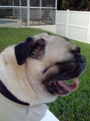 Henry Yawning