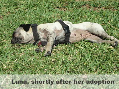 Luna shortly after her adoption