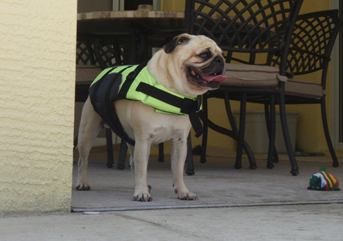 pug life vest