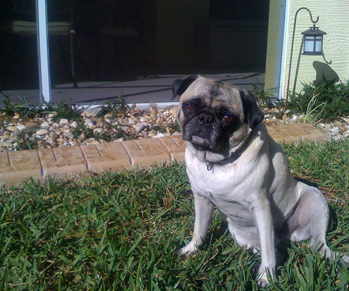 Henry waiting to hear his favorite word