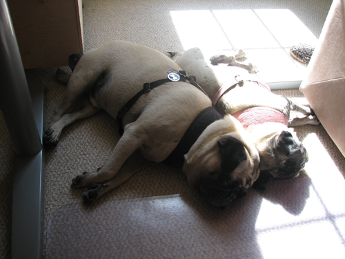 Henry & Luna