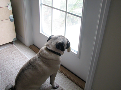 Henry waiting at the door to go outside