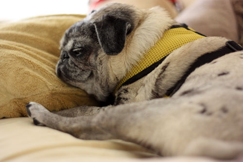 Looney Long Legs - The Pug Blog