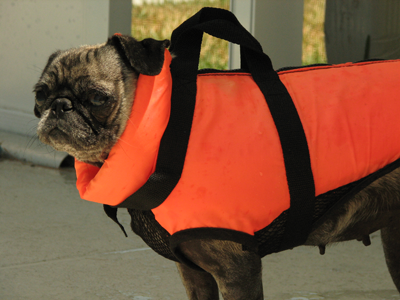 Luna in her life vest