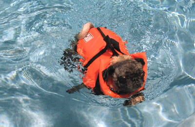 Luna swimming in the pool