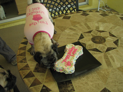 Luna eating her cake