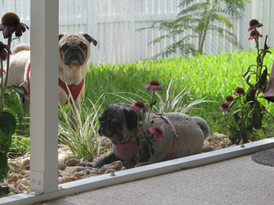Luna & Benjamin in the new garden