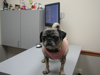 Luna at the Ophthalmologist