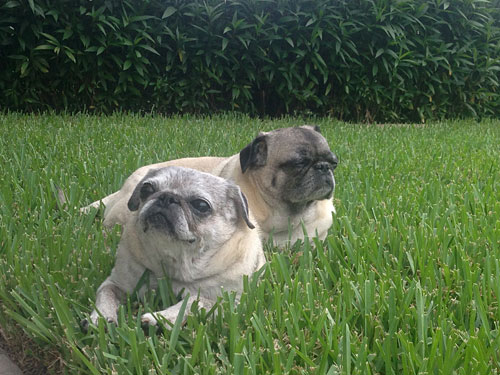 Luna and Henry