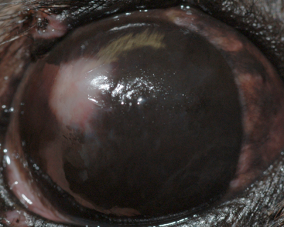 Closeup of Luna's eye taken by the ophthalmologist