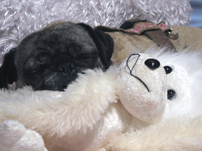 Luna sleeping with her monkey