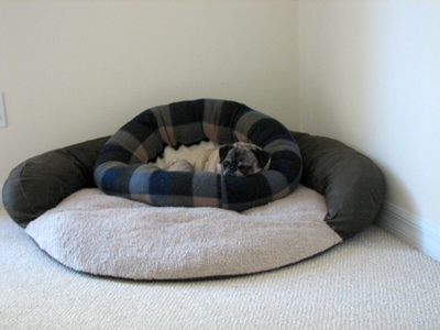 Luna sleeping on two dog beds