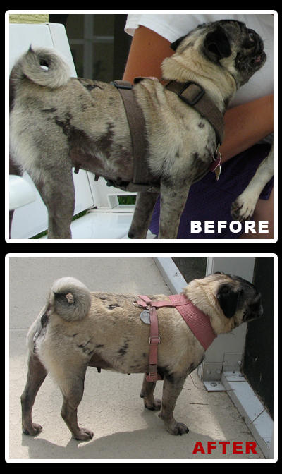 Luna's Coat Before and After