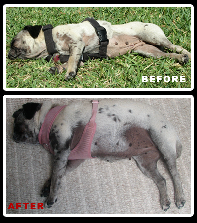 Luna's Weight Before and After