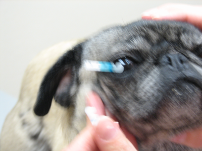 Luna with her test strips