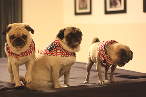 Benjamin, Henry & Luna