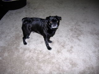 Milo