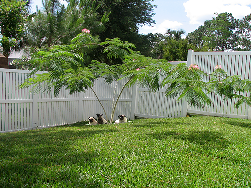 Benjamin, Henry & Luna under the Mimosa Tree