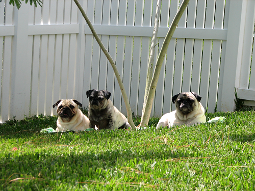 Benjamin, Henry & Luna under the Mimosa Tree