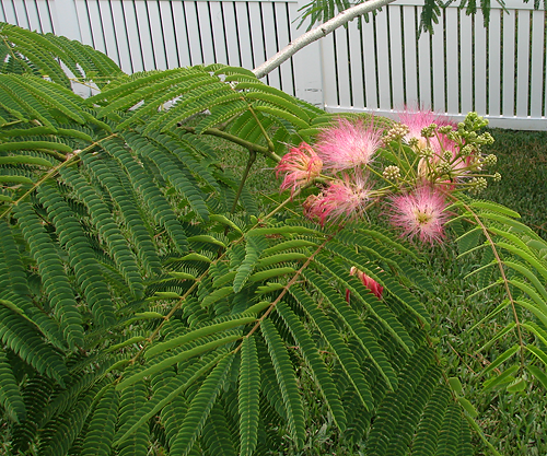 Mimosa tree blooms