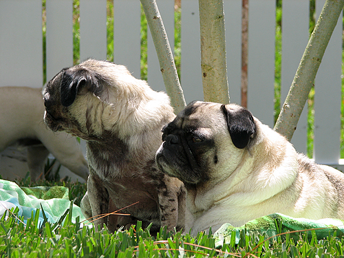 Henry & Luna under the Mimosa Tree