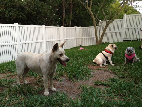 Monroe, Benjamin and Luna