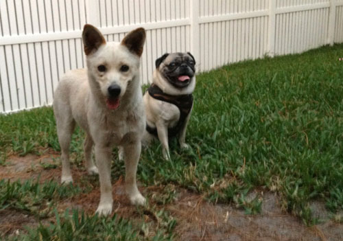 Monroe and Henry