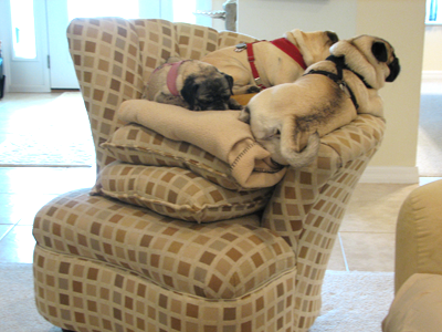 Benny, Henry & Luna